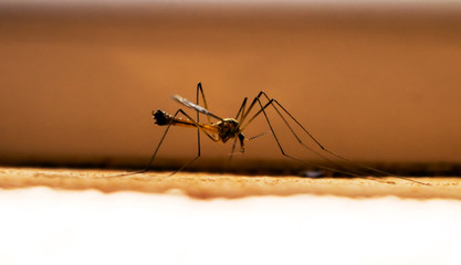 Mosquito on the wall