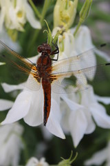 dragonfly