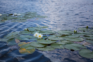 Lotus flower blooming on a lake