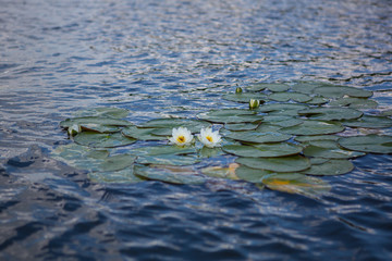 Lotus flower blooming on a lake