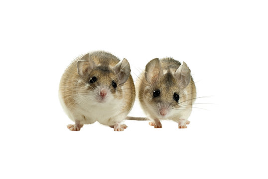 two cute isolated spiny mouses - thicker and thinner - looking at the frame