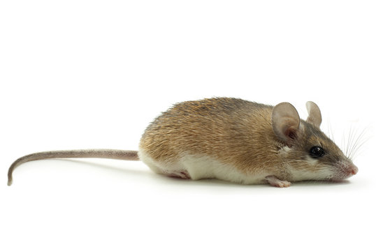 light yellow spiny mouse with a gray back on a white background lies sideways to the viewer