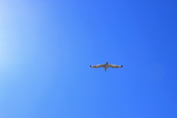 Blue Natural Background. Bird in the Sky. Blue Sky Background. 
