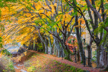 the beautiful autumn color of Japan maple leaves in Maple corridor (Momiji Kairo) at autumn...