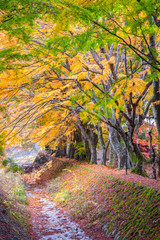 the beautiful autumn color of Japan maple leaves in Maple corridor (Momiji Kairo) at autumn season,Kawaguchiko, Fujiyoshida, Yamanashi, Japan