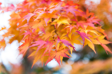 Naklejka na ściany i meble the beautiful autumn color of Japan maple leaves in Maple corridor (Momiji Kairo) at autumn season,Kawaguchiko, Fujiyoshida, Yamanashi, Japan