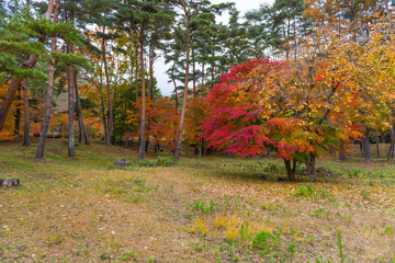 Fototapeta na wymiar the beautiful autumn color of Japan maple leaves in Maple corridor (Momiji Kairo) at autumn season,Kawaguchiko, Fujiyoshida, Yamanashi, Japan