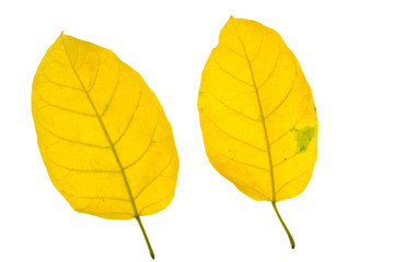 autumn yellow leaf isolated on white background