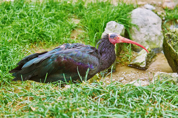 Northern Bald Ibis