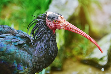 Northern Bald Ibis