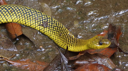 cobra