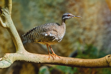 Sunbittern (Eurypyga Helias)