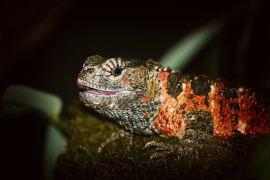 Chinese Crocodile Lizard (Shinisaurus Crocodilurus)