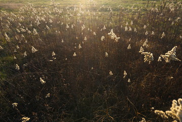 beautiful dry plant in the fall in the sunlight
