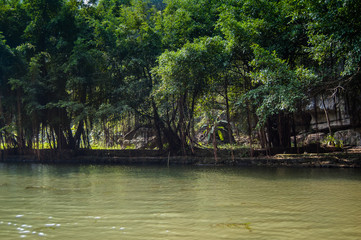 Trees on the shore. Ninh Binh Province, Ha Long Bay on land, Vietnam