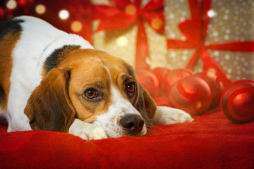 Beagle mit Weihnachtsgeschenken
