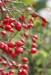 rose hips, closeup