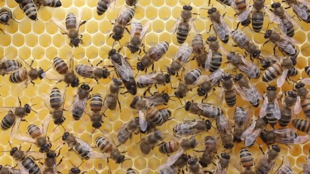 Queen Bee moving on honeycombs.