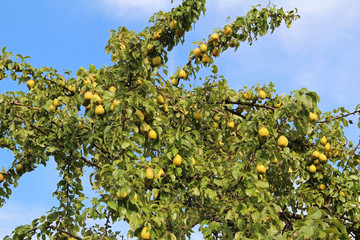 Ripe pears on the branch.