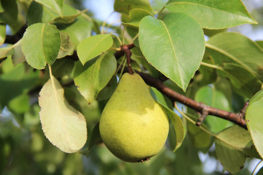 Ripe pears on the branch.