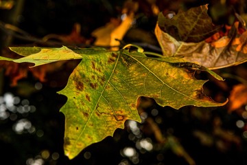 COLORI D'AUTUNNO