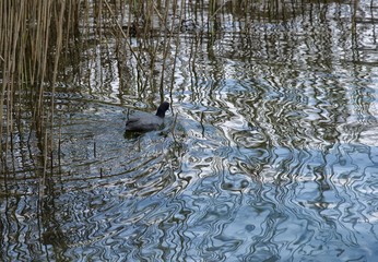 Poule d'eau au lac de Nantua, Ain, France