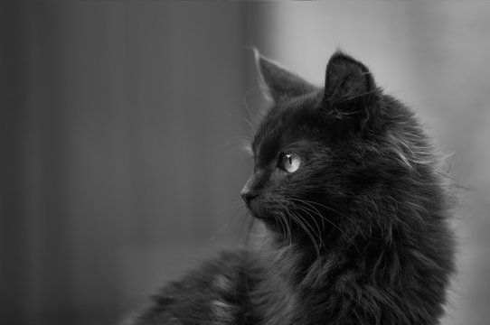 Chat en noir et blanc
