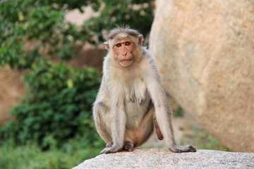 Portrait of indian macaque monkey sitting on a stone in the jungle of Hampi, Karntaka State, India.