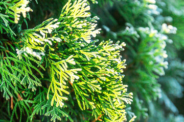 First freeze. Thuja tree with hoar frost.