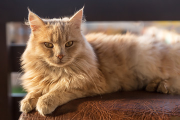 Ginger cat on balcon in sunny weather.