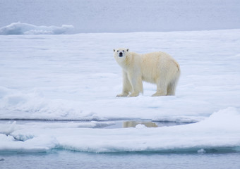Polar Bear on Ice Flow near Svalbard, Norway