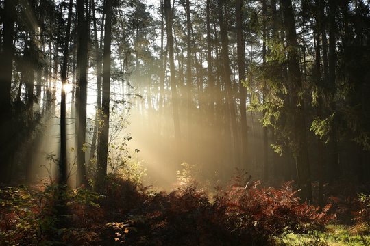 Fototapeta A foggy autumn coniferous forest in the morning