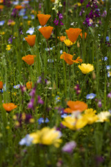 Fototapeta premium meadow