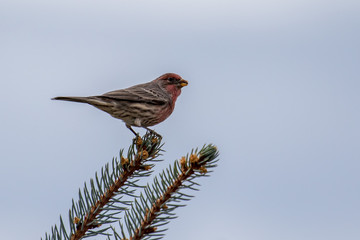 Male house finch perched on a tree branch