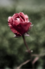 darkrose