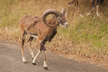 Mouflon