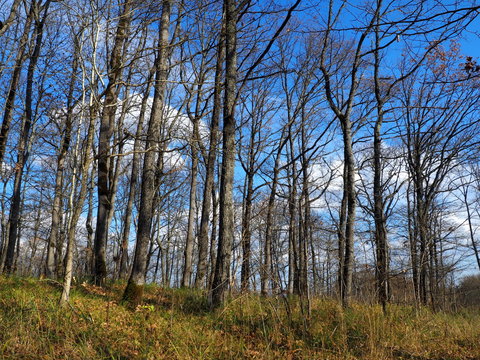 The blue sky eeps through the bare trees.