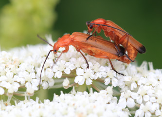 Common Red Soldier Beetle (Rhagonycha fulva), pair mating on flower head, Isles of Scilly, Cornwall, England, UK.