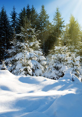 Fototapeta na wymiar Fir trees in winter snow.