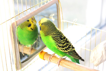 A parrot. A wavy parrot in green color.
