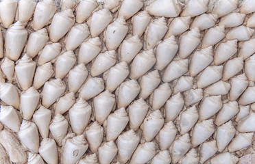 Sea snail shell in cement house wall like background decoration texture