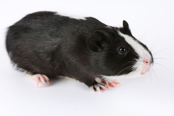 Portrait of cute guinea pig on white background