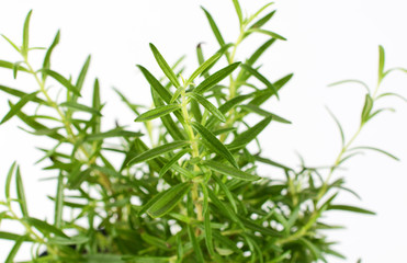 Green rosemary on a white background. The smell of fresh rosemary sprigs improves human memory.