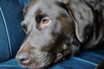 Labrador close-up