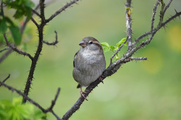 Spatz im Frühling