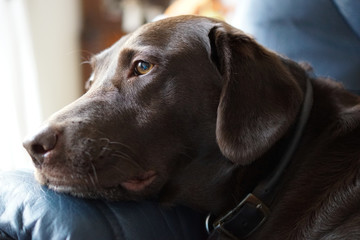Labrador portrait