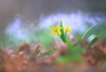 Small sun.Little yellow flower glows like the sun in spring forest.