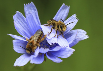 Toilers.Soon a rain, it is necessary to collect as much as possible nectar.