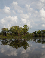Obraz premium Rainforest and clouds reflected in Rio Negro, Amazon