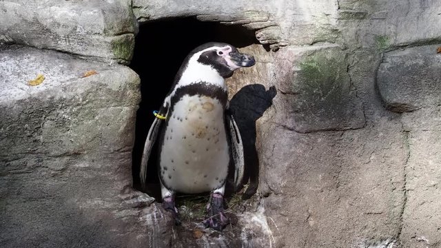 Humboldt-Pinguin - Humboldt penguin